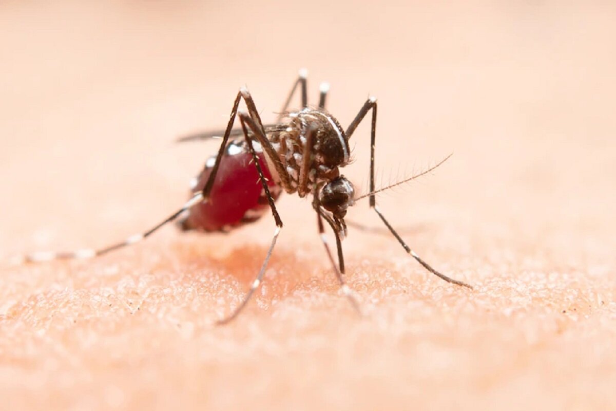 Veja como acabar com mosquitos em casa - Reprodução Freepik