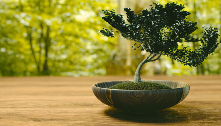 Aprenda como podar bonsai de maneira correta - Reprodução Canva