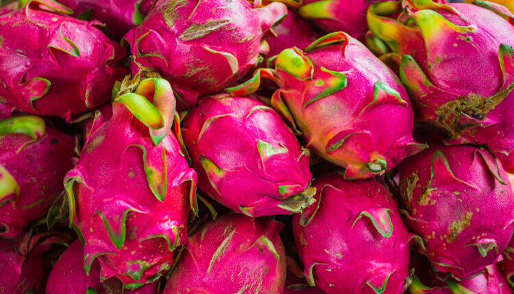 Como escolher pitaya - Reprodução Canva