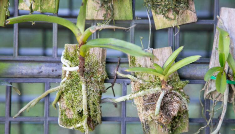 Como fazer muda de orquídea sem erro -- Reprodução Canva