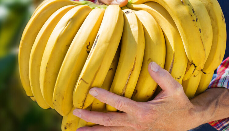 Como plantar banana em casa - Reprodução Canva