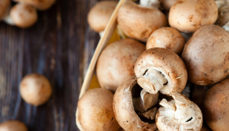 Conheça os tipos de cogumelo comestível e como usar -- Reprodução Canva