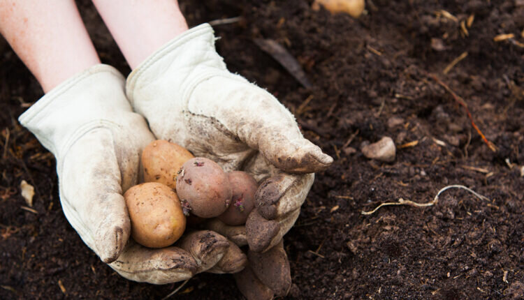 Dicas incríveis de como plantar batata em casa - Reprodução Canva