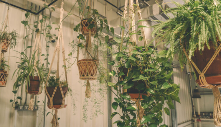 Veja como decorar a casa com plantas pendentes -- Reprodução Canva