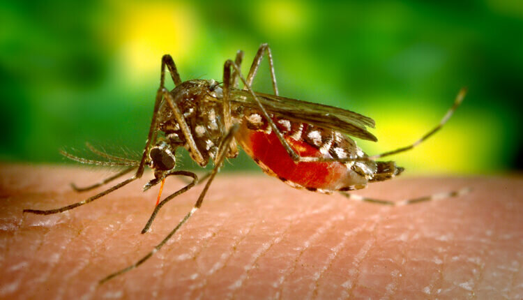 Como eliminar mosquitos sem usar inseticida - Reprodução Canva