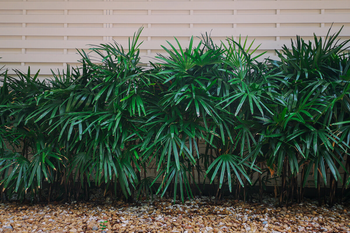 Como regar a palmeira ráfia - Reprodução Canva