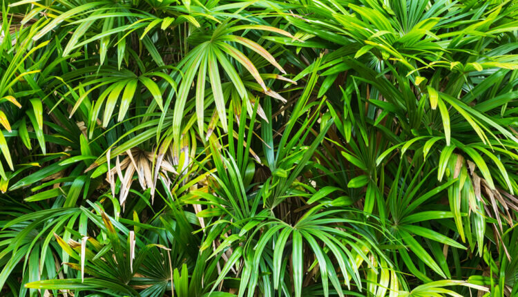 Saiba como cuidar da palmeira ráfia - Reprodução Canva