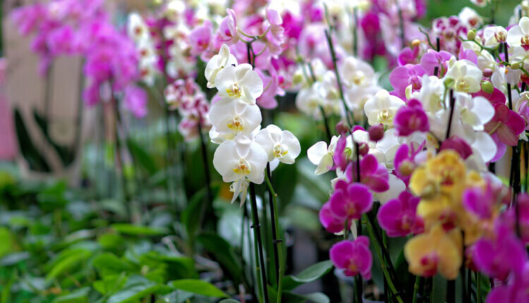 Veja dicas especiais de como fazer orquídea florescer - Reprodução Canva