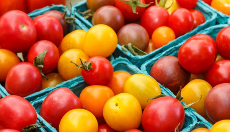 Como fazer cultivo de tomate cereja em casa -- Reprodução Canva