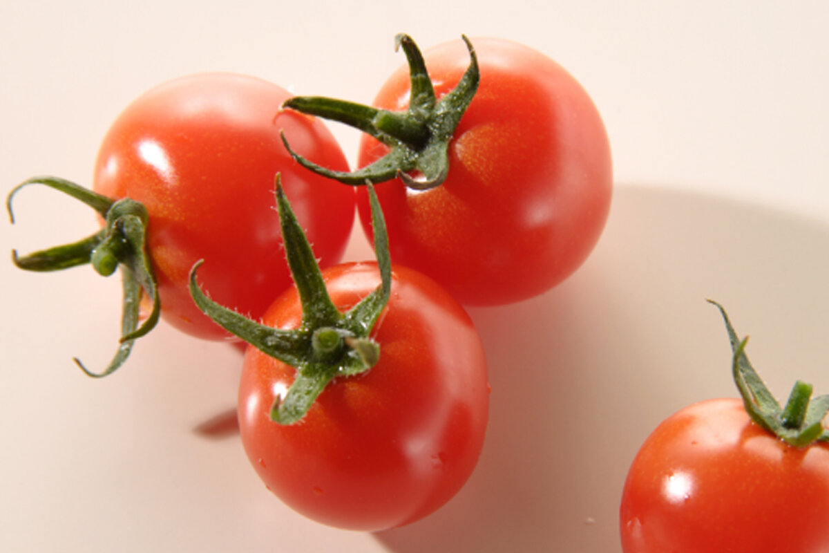 Cultivo de tomate cereja em casa -- Reprodução Canva
