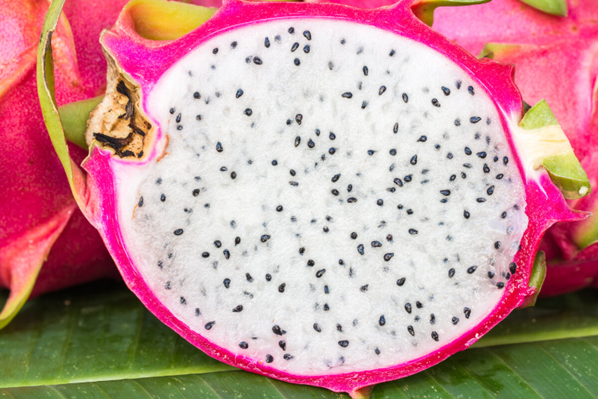 Como plantar pitaya sem erros dicas infalíveis -- Reprodução Canva