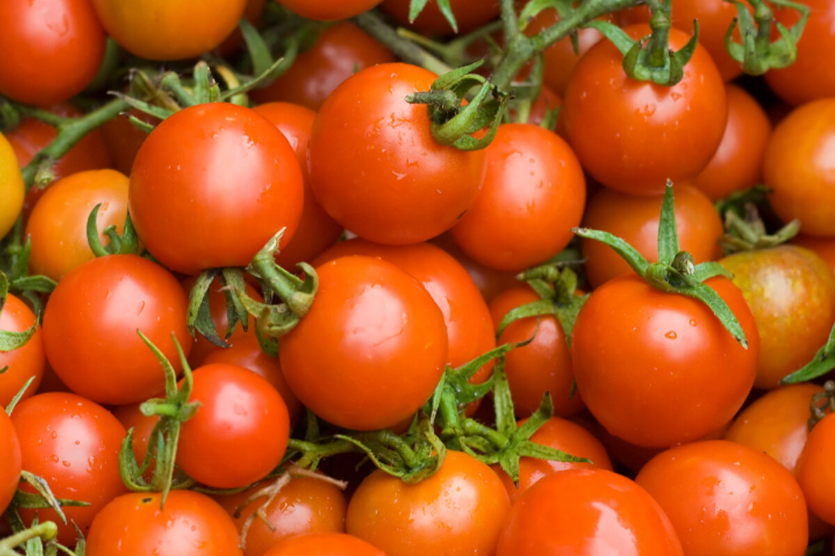Como cultivar tomate cereja -- Reprodução Canva