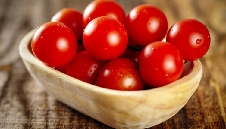 Cultivar tomate cereja -- Reprodução Canva