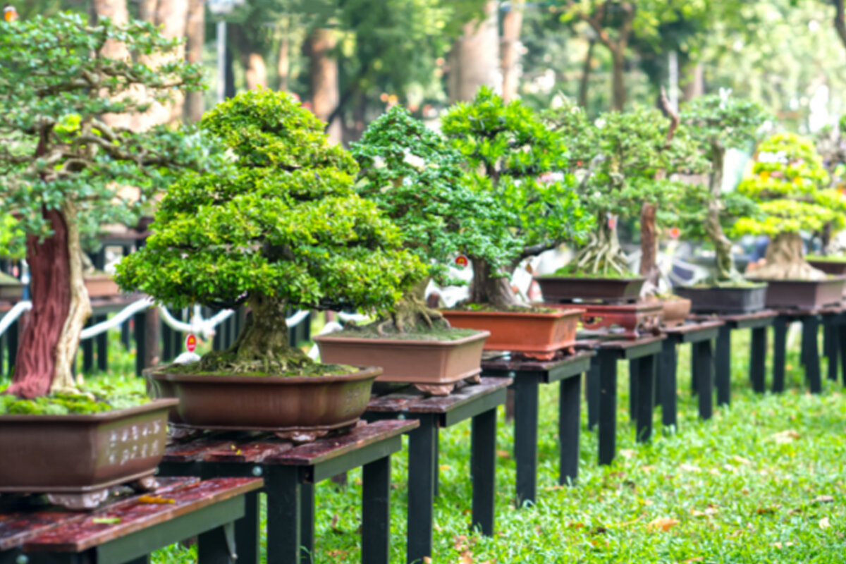 Aprenda como cuidar de bonsai -- Reprodução Canva