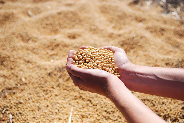 Estudo aponta crescimento promissor de 24% na produção de grãos no Brasil para a próxima década
