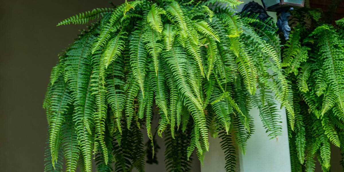 Samambaia, uma das plantas pendentes de sombra para ter em casa - Reprodução Canva