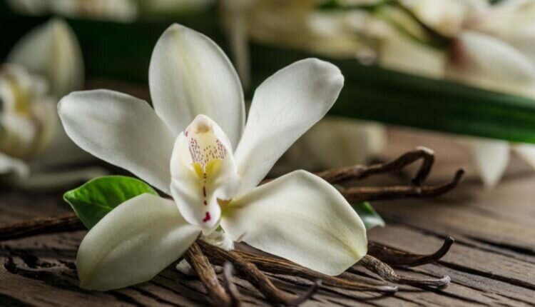 Suas orquídeas vanilla vão ficar perfeitas com essas dicas