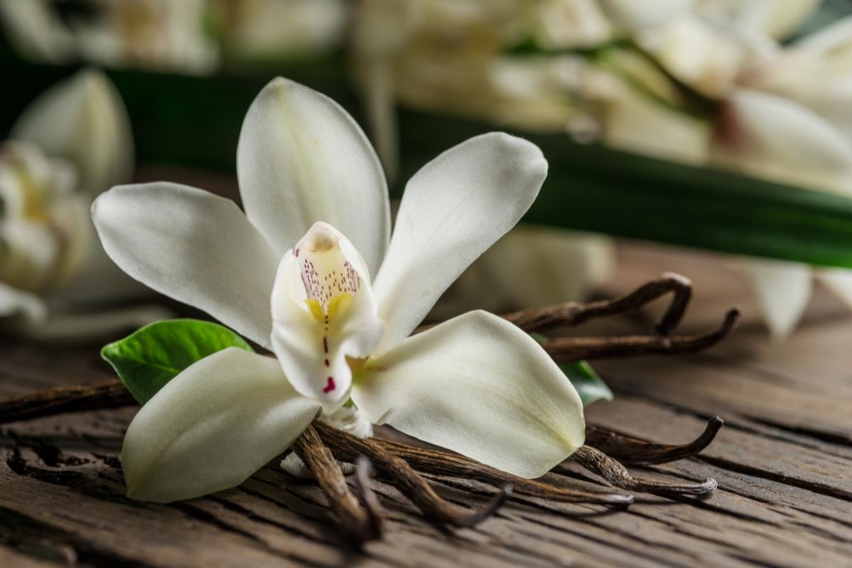 Suas orquídeas vanilla vão ficar perfeitas com essas dicas