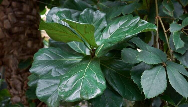 Como cultivar Ficus Lyrata_ - Reprodução Canva