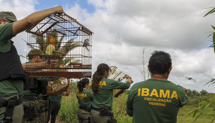 Concurso IBAMA