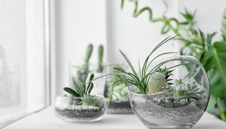 Monte uma mini horta em casa com dica simples - Reprodução Canva