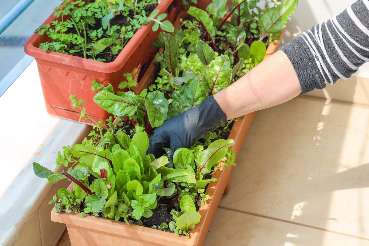 Monte uma mini horta em casa - Reprodução Canva