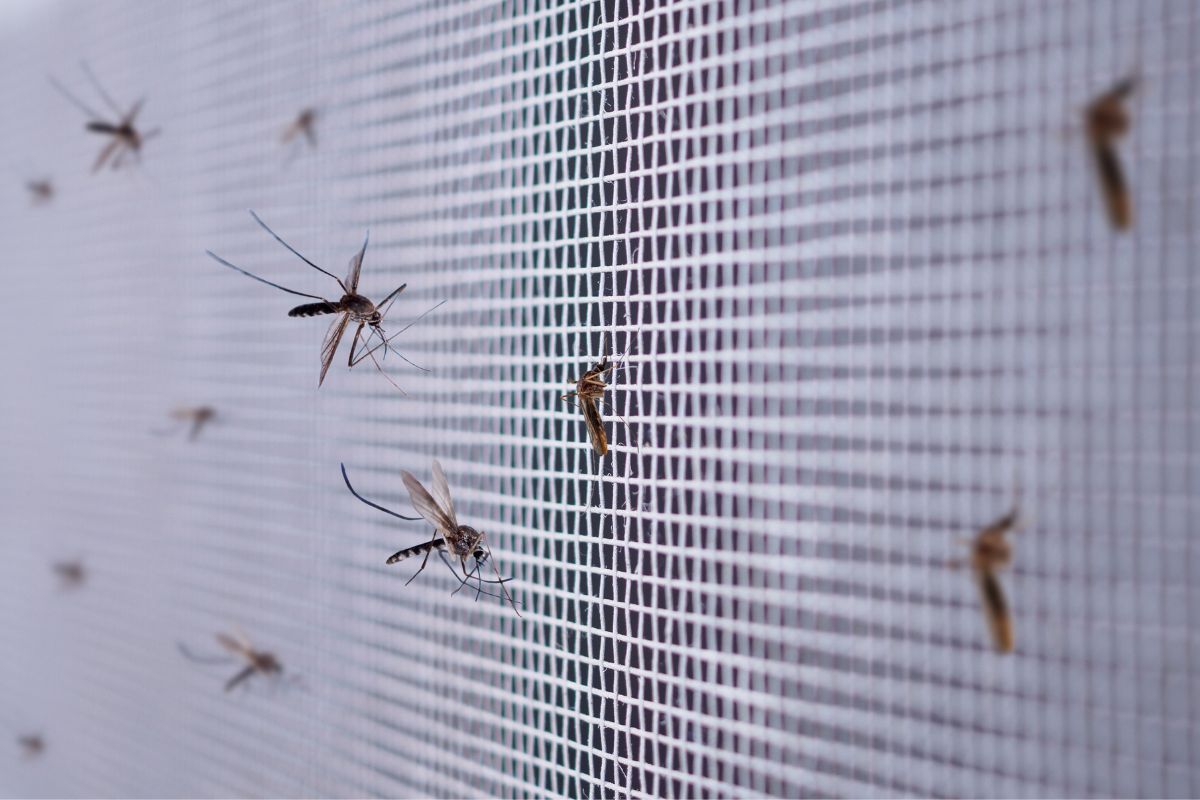 Como proteger a casa dos insetos - Reprodução Canva