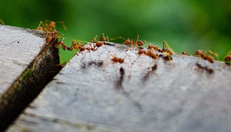 Elimine formigas hoje apenas usando esse truque caseiro simples- Reprodução Canva