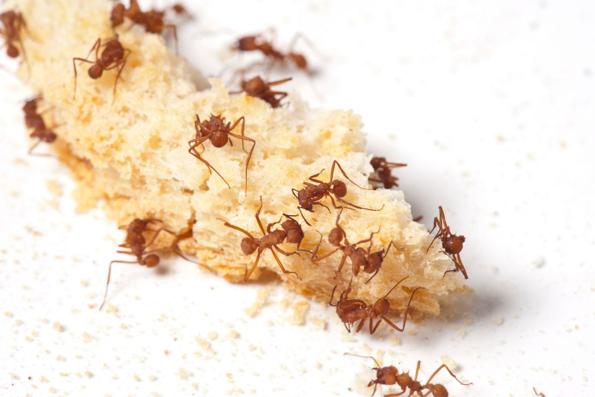 Elimine formigas hoje - Reprodução Canva