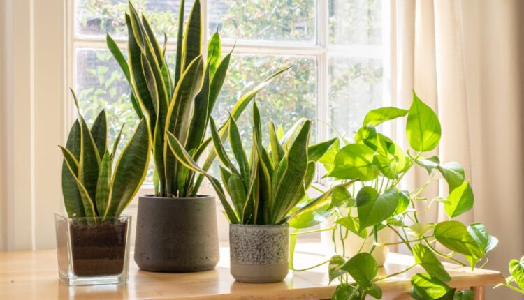 Essas são as melhores plantas para apartamento-Reprodução Canva