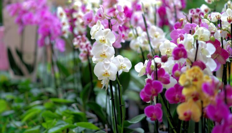 Saiba como deixar orquídeas mais lindas com esse adubo simples e barato-Reprodução Canva