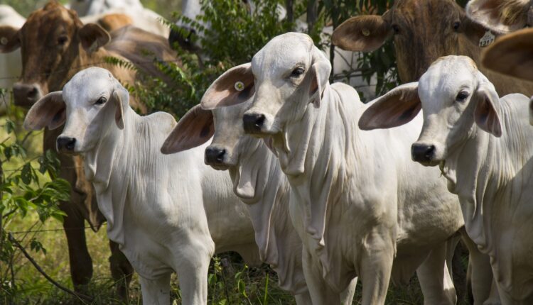 China volta a importar carne bovina do Brasil após 29 dias de embargo