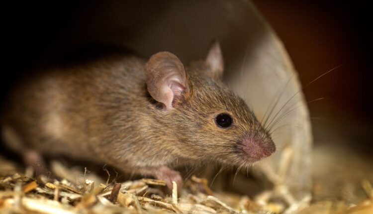 Como manter os ratos longe da casa_ Confira 5 dicas-Reprodução Canva