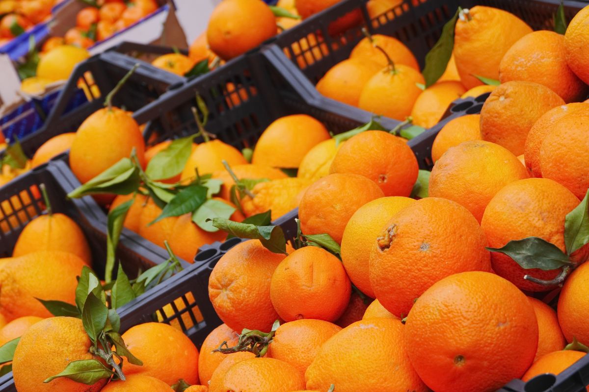 escolher laranja doce no mercado-Reprodução Canva