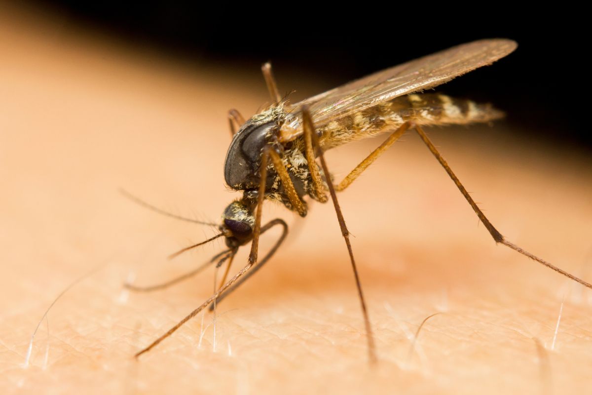 afaste mosquitos da casa-Reprodução Canva