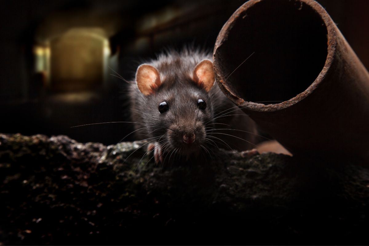 Manter os ratos longe-Reprodução Canva
