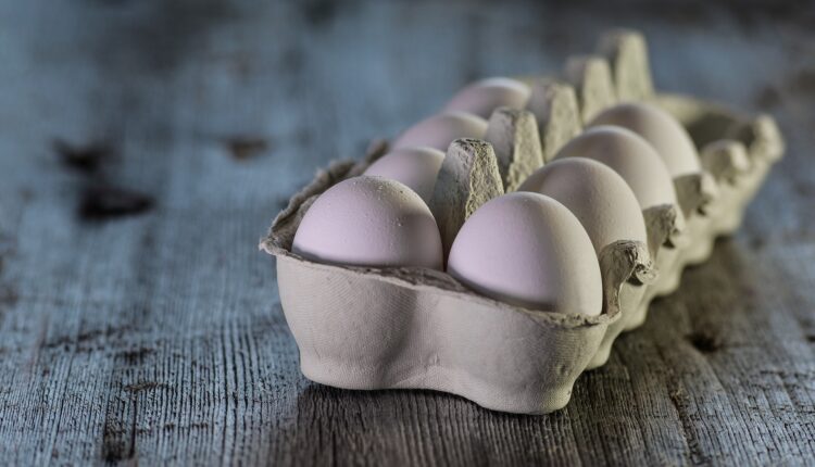 Produção de ovos de galinha no Brasil bate recorde em 2022