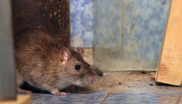 Aprenda a acabar com infestação de ratos facilmente com estas dicas