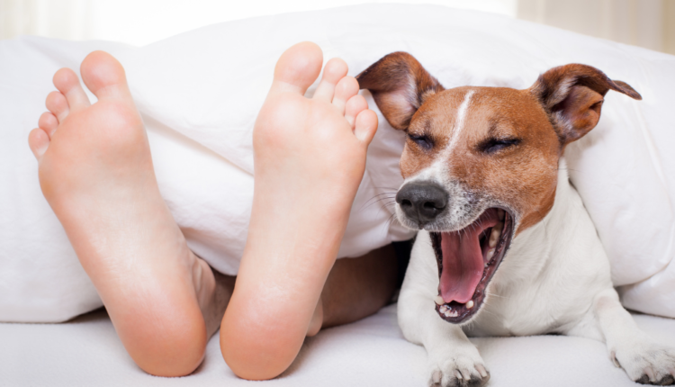 Dormir com o pet faz mal? Existem benefícios?