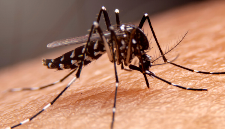 Casos de dengue: Saiba quais são os sintomas