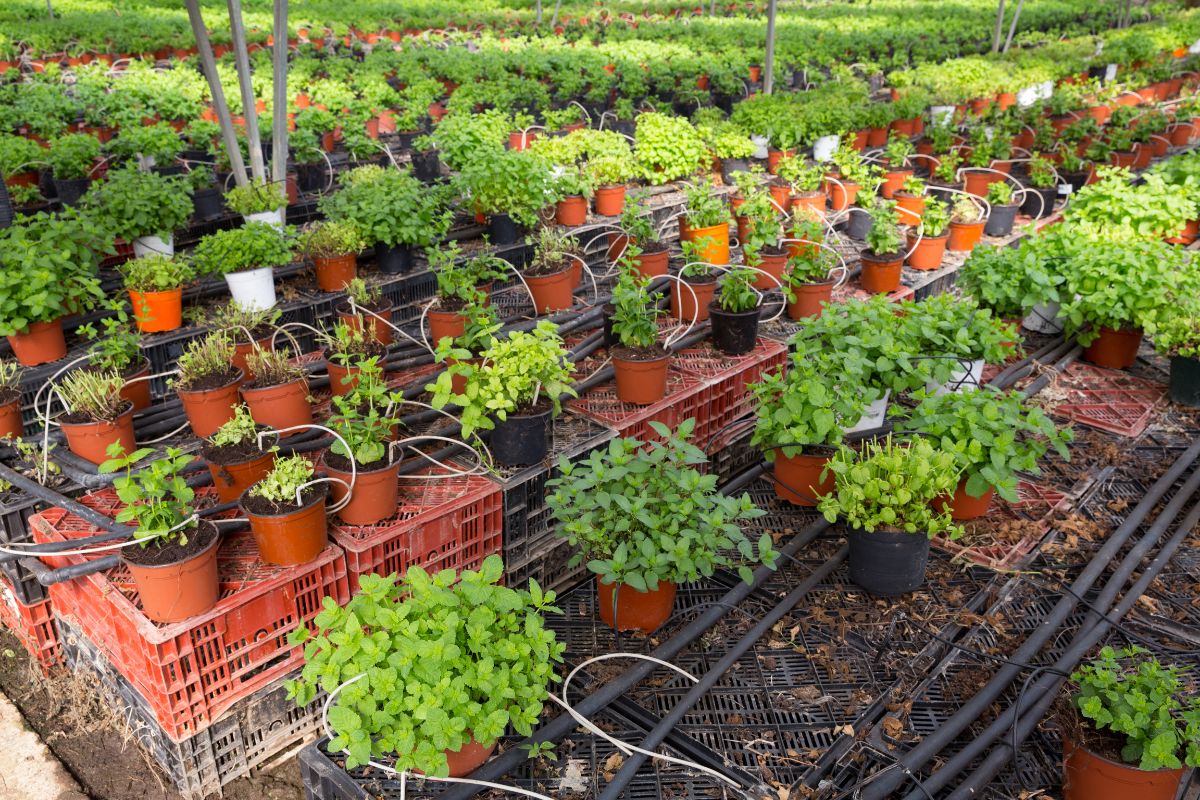 cultivar hortelã em vaso- Reprodução Canva