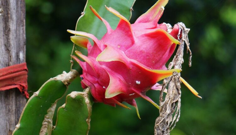 Como cultivar pitaya em casa, e colher belos frutos?