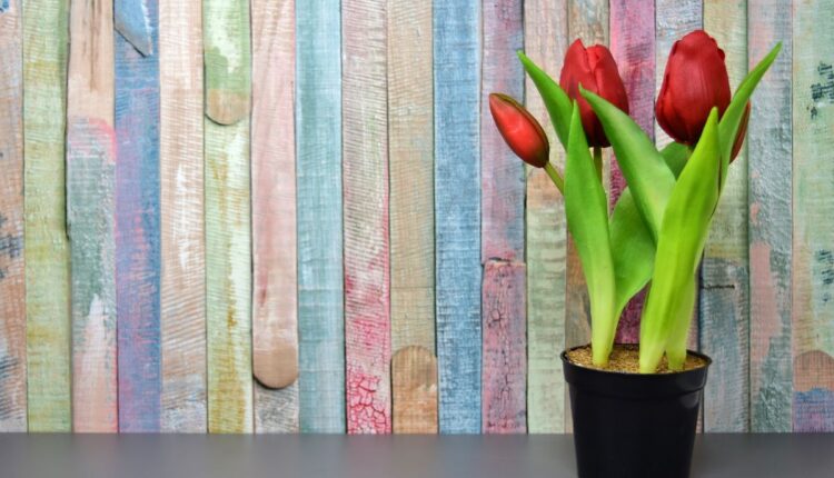 Como cultivar tulipas em vaso_- Reprodução Canva