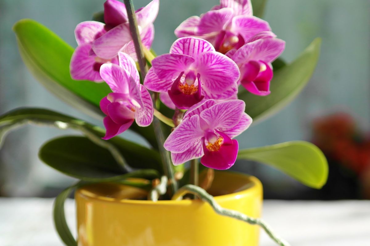 cuidado com orquídeas- Reprodução Canva