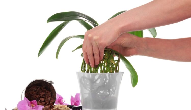 Maneira correta de trocar as orquídeas de vaso_- Reprodução Canva