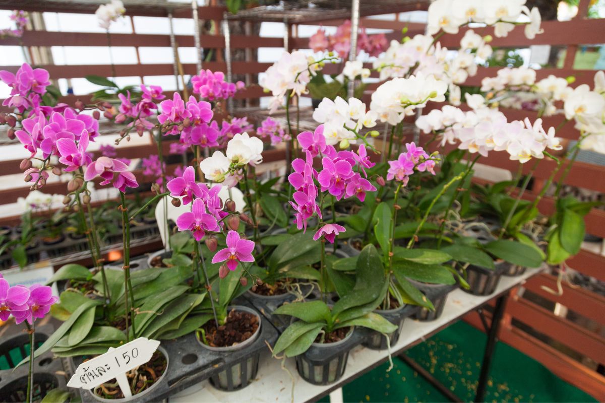 trocar as orquídeas de vaso- Reprodução Canva