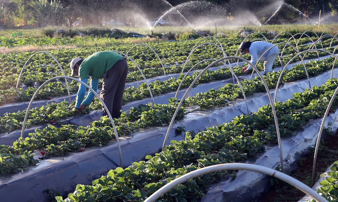 PLANO SAFRA 2023: Governo libera ÓTIMA NOTÍCIA com crédito bilionário para médios e grandes produtores