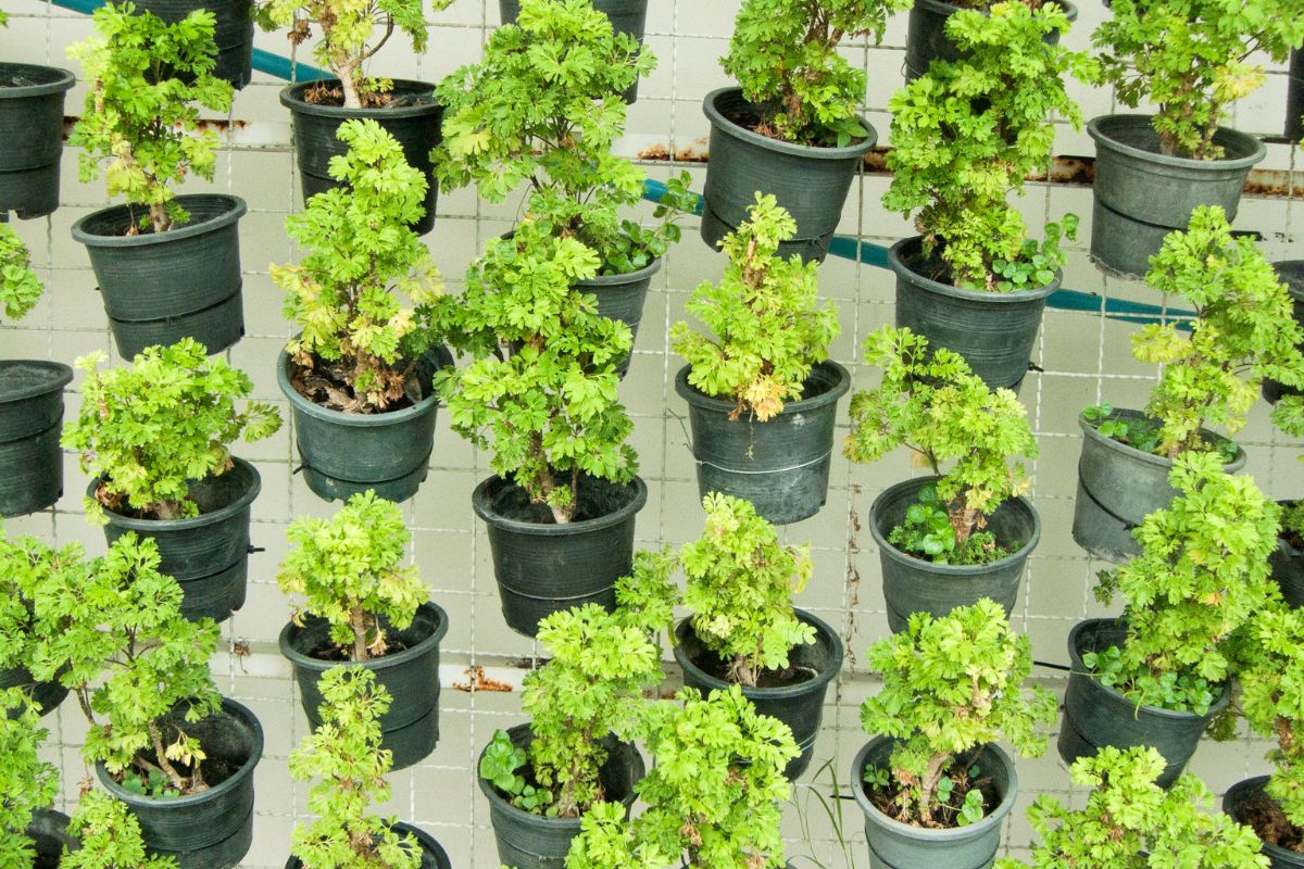 benefícios de ter um jardim vertical- Reprodução Canva