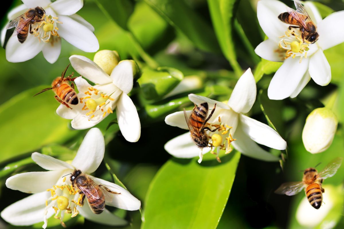 aliciar as abelhas a polinizar o seu jardim- Reprodução Canva