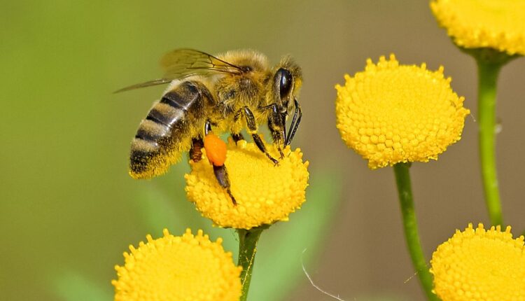 Saiba como aliciar as abelhas a polinizar o seu jardim- Reprodução Canva